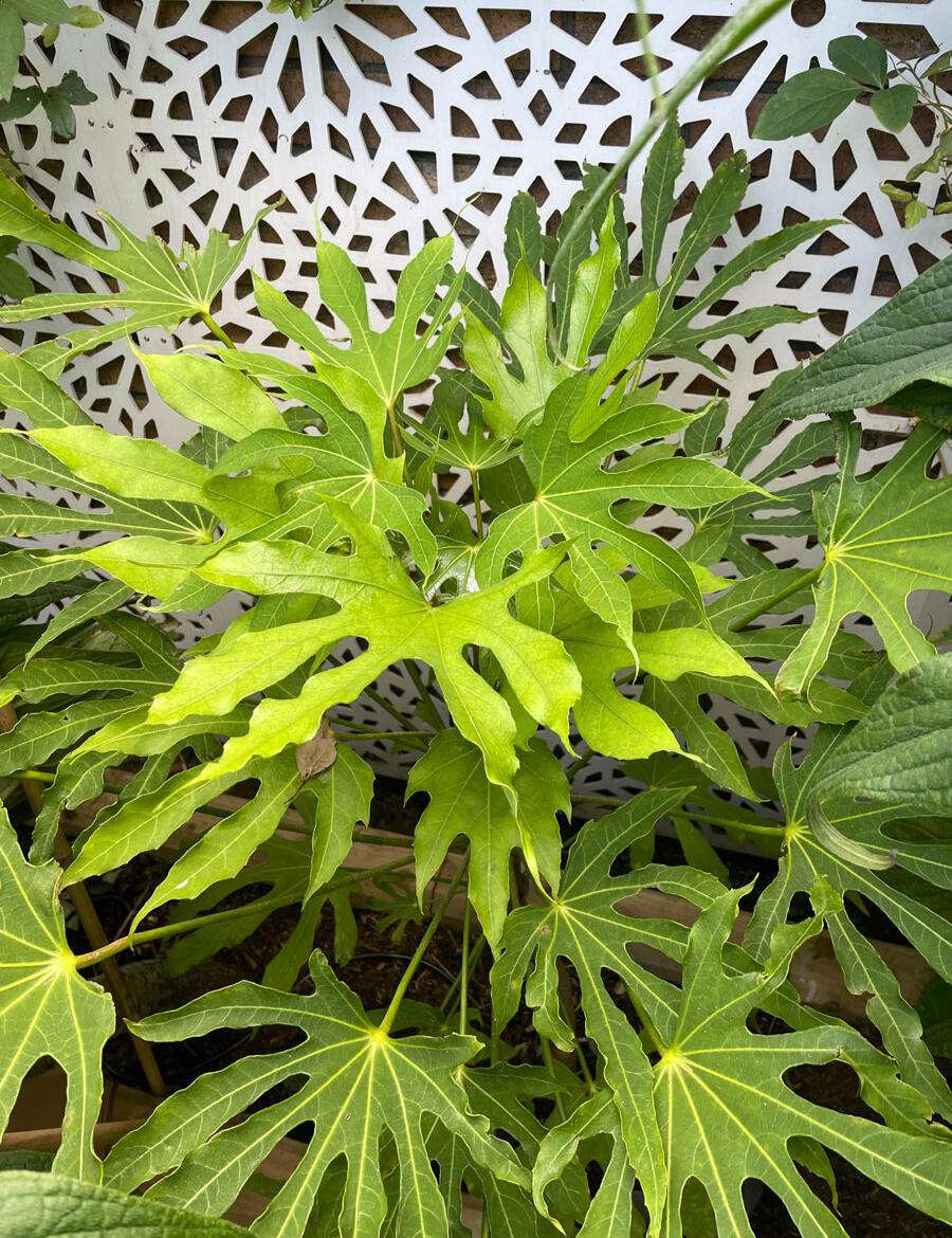 Fatsia Polycarpa Fatsia Polycarpa