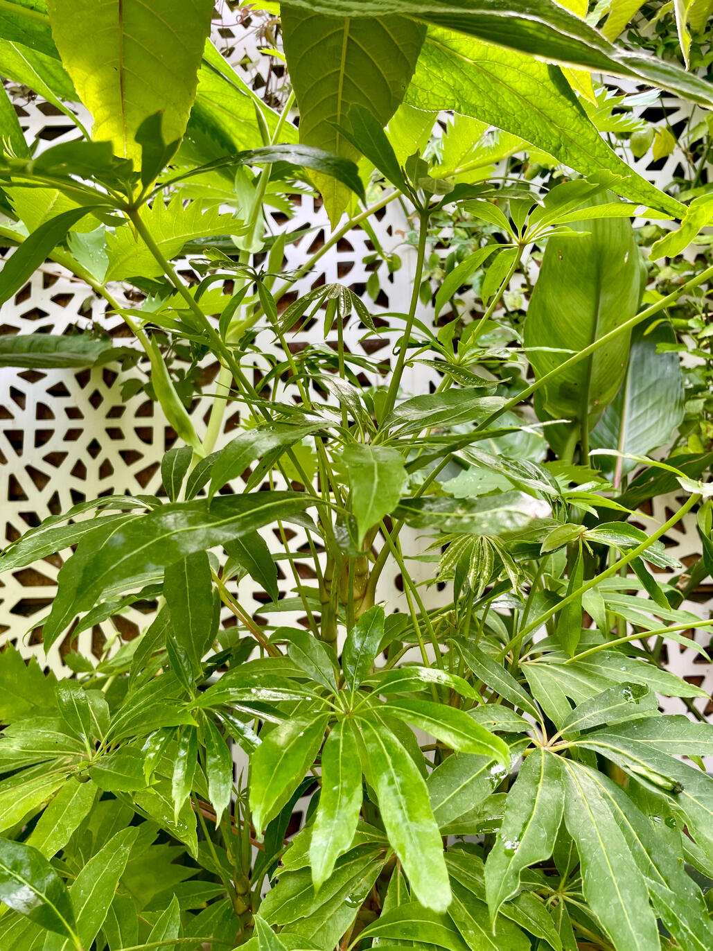 Schefflera Taiwaniana Schefflera Taiwaniana