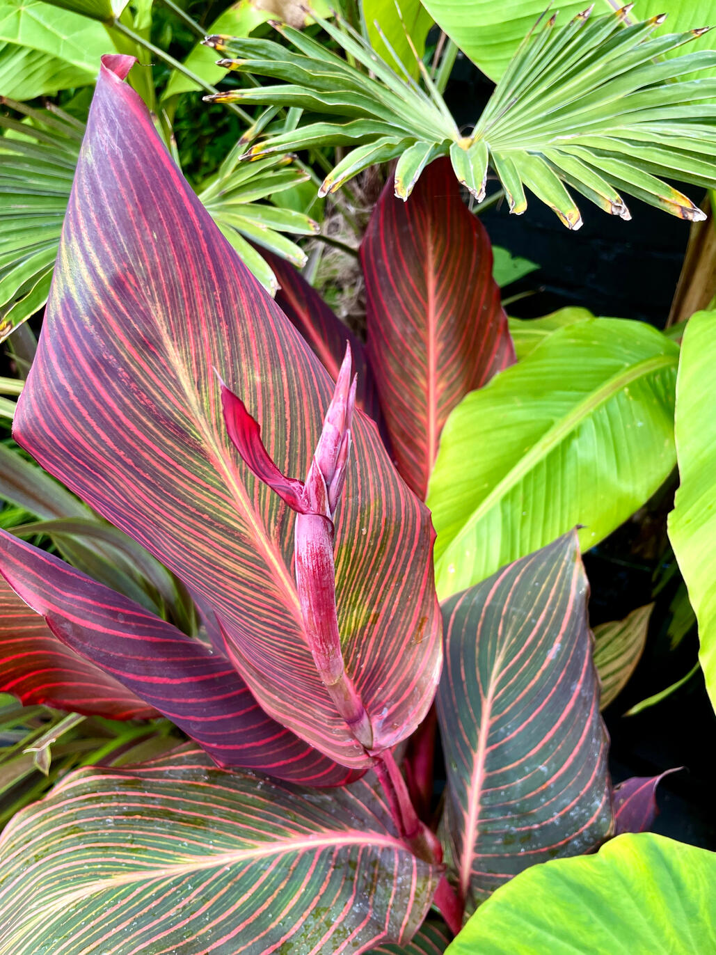 Canna Durban Canna Durban