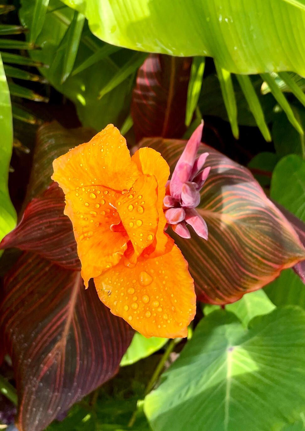 Canna Durban
