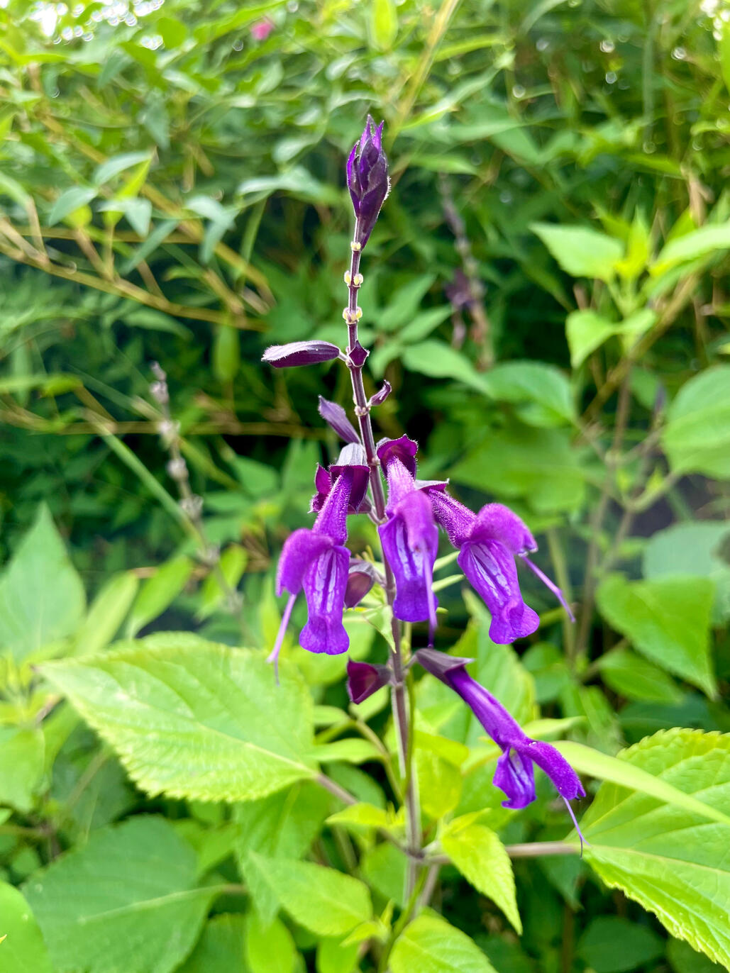 Salvia Amistad Salvia Amistad