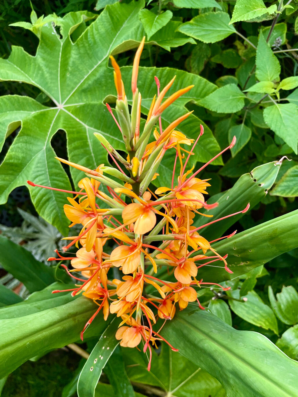 Hedychium Coccineum Tara