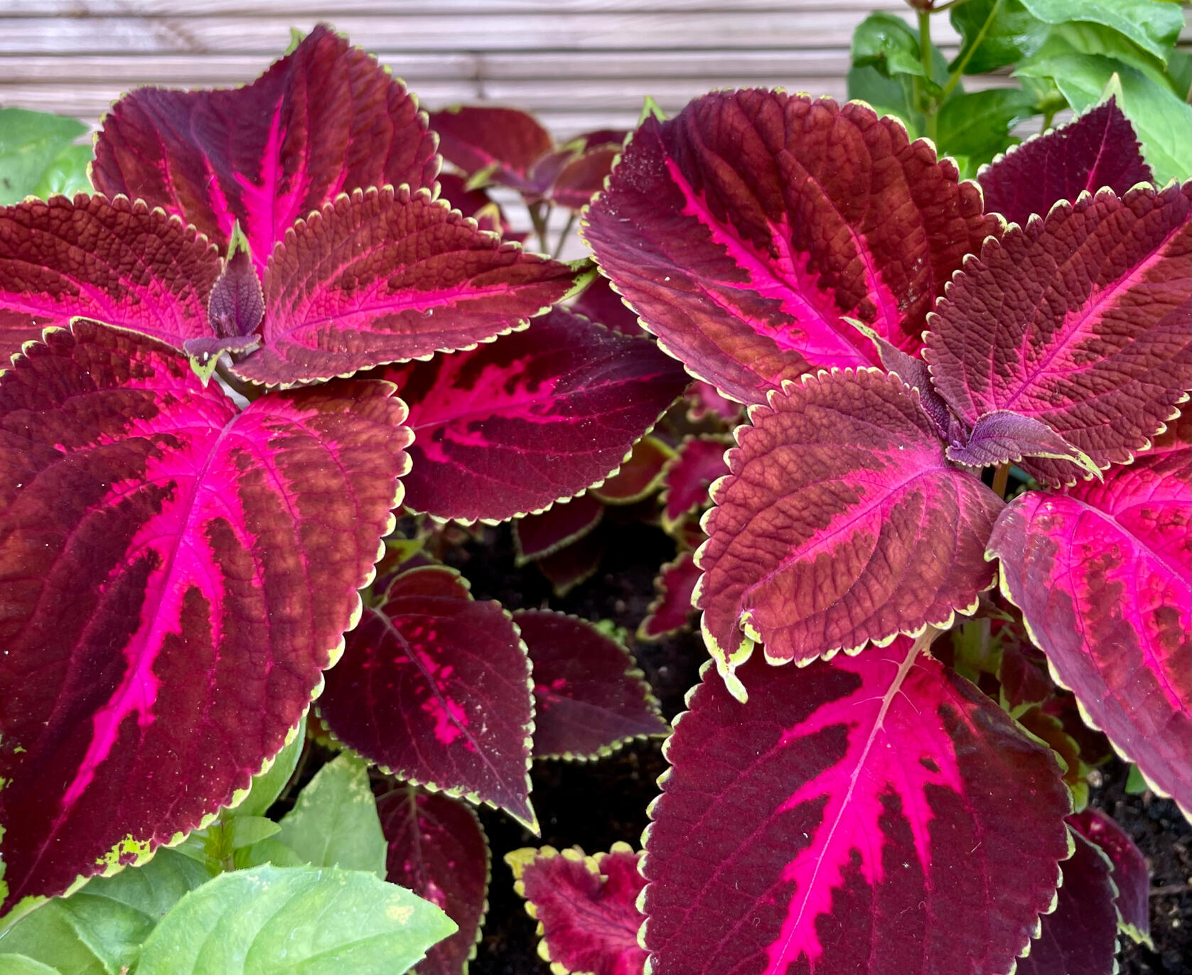 Coleus Coleus