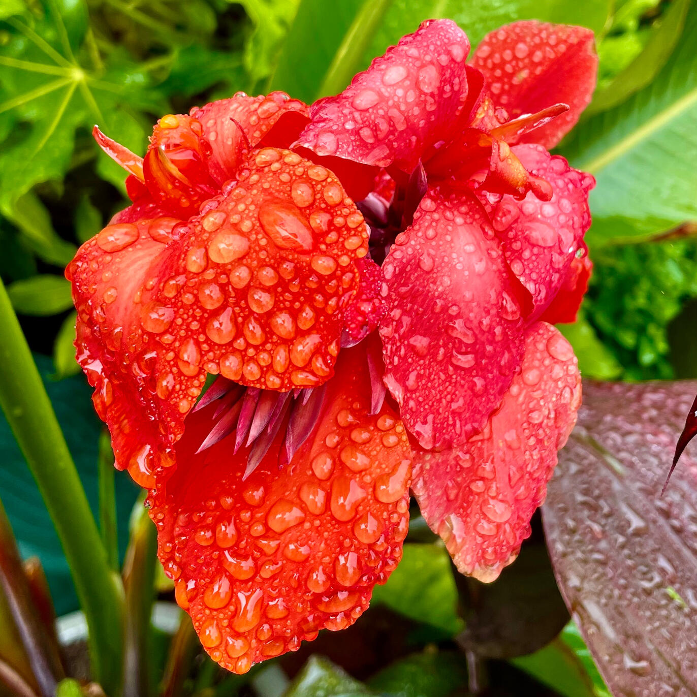Canna Tropicanna Black