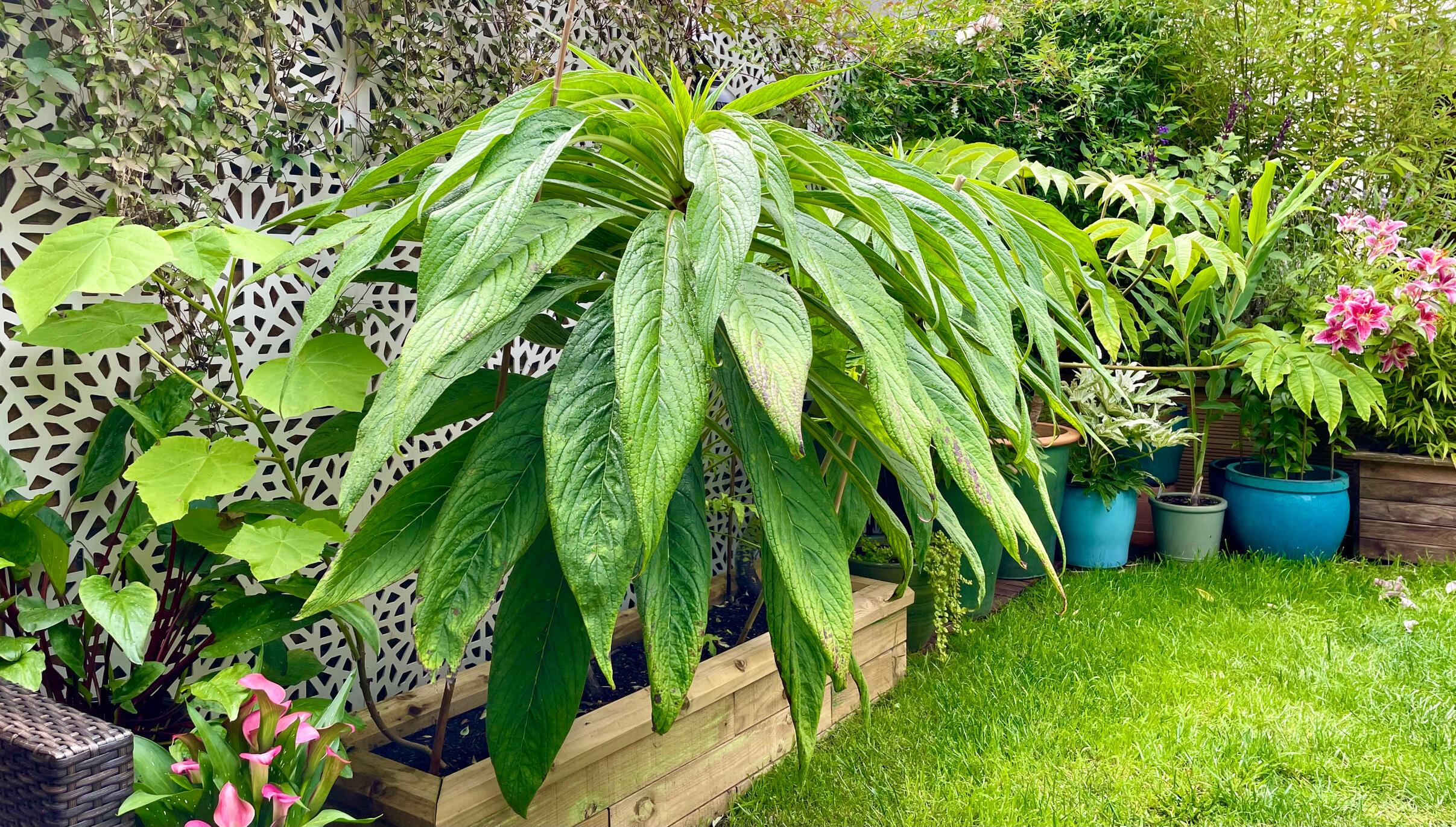 W facing (Echium Pininana) W facing (Echium Pininana)