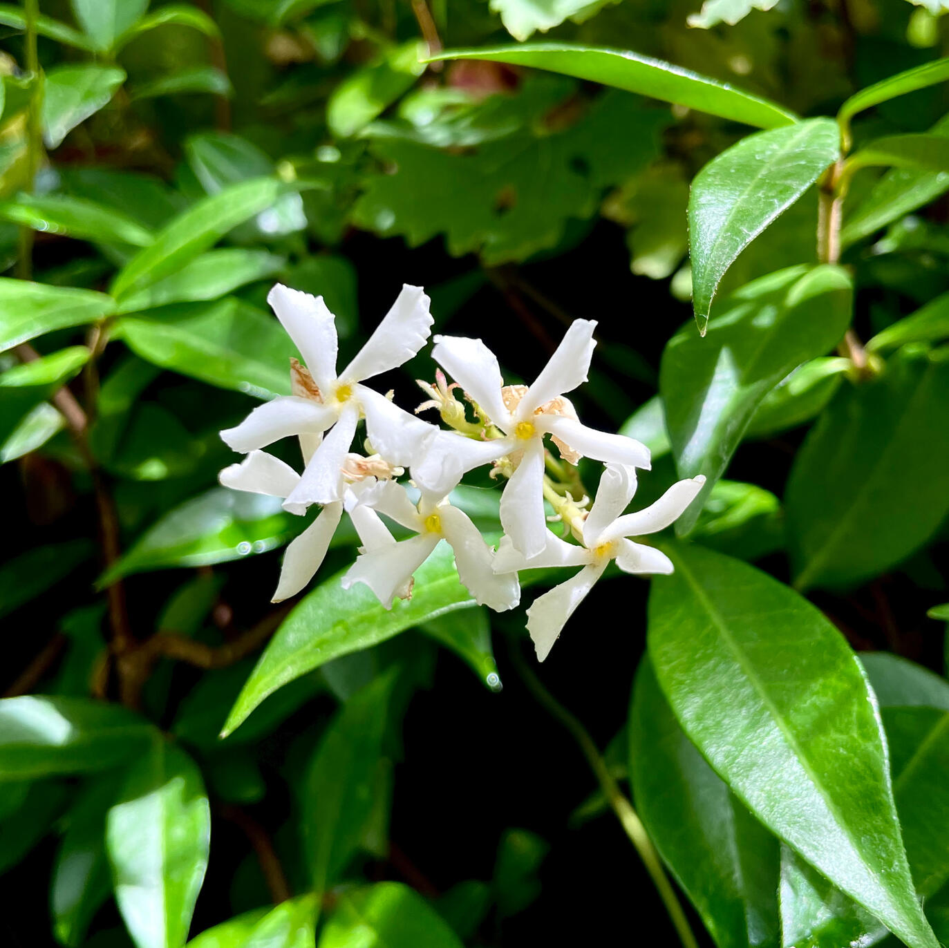 Trachelospermum Jasminoides Trachelospermum Jasminoides