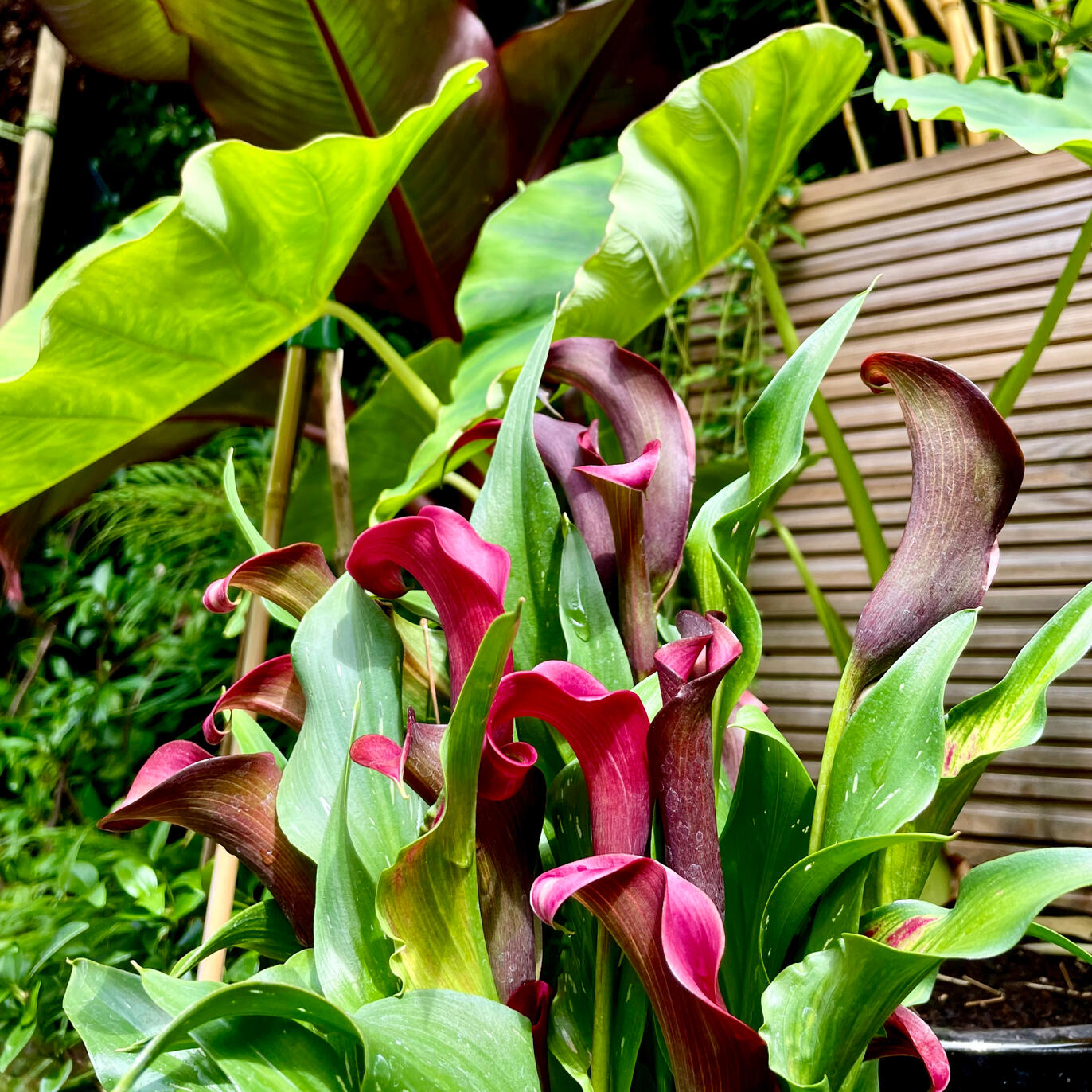Calla &amp; Colocasia