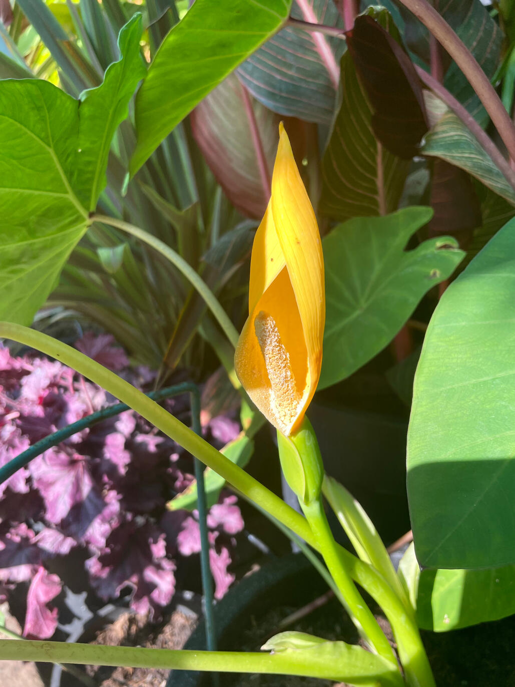 Colocasia Gaoligongensis inflorescence Colocasia Gaoligongensis inflorescence