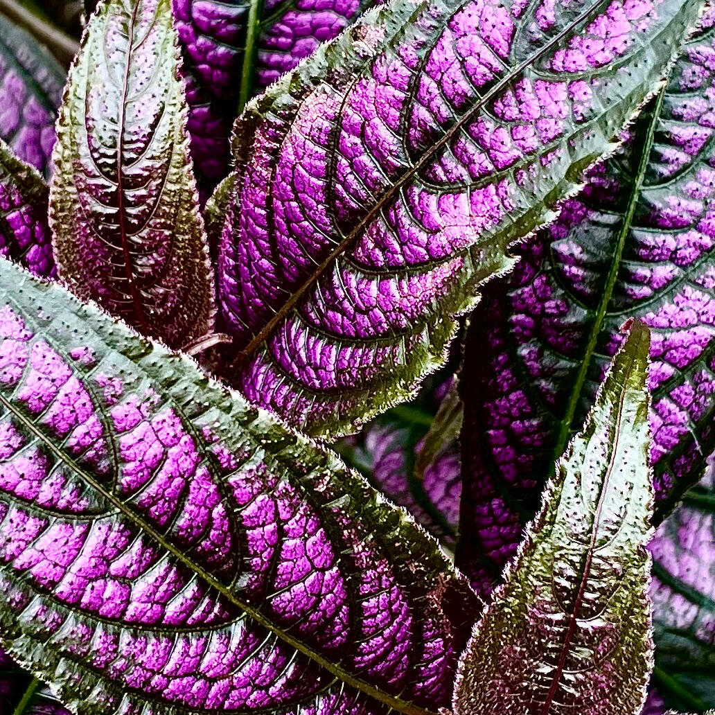 Strobilanthes Dyeriana Strobilanthes Dyeriana
