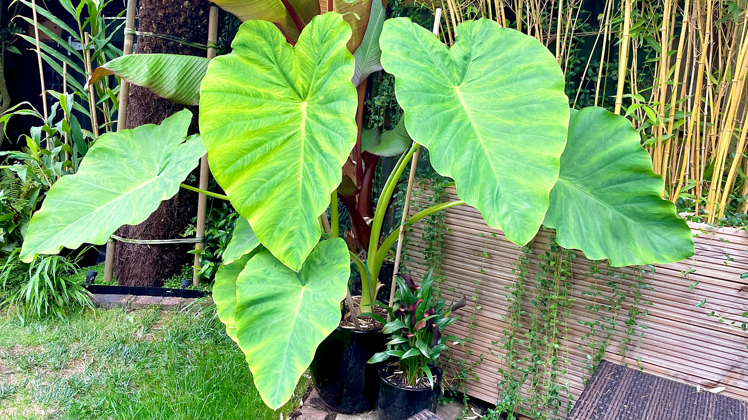 Colocasia Esculenta
