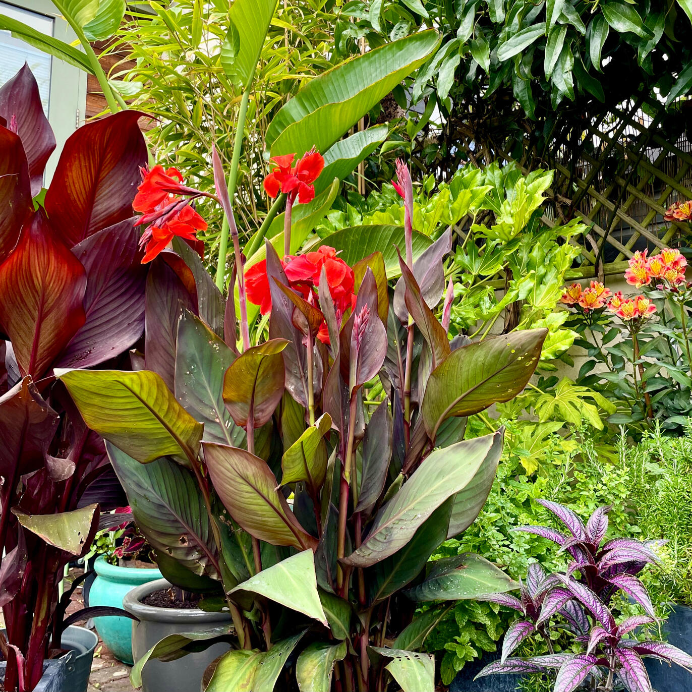 Canna Tropicanna Canna Tropicanna