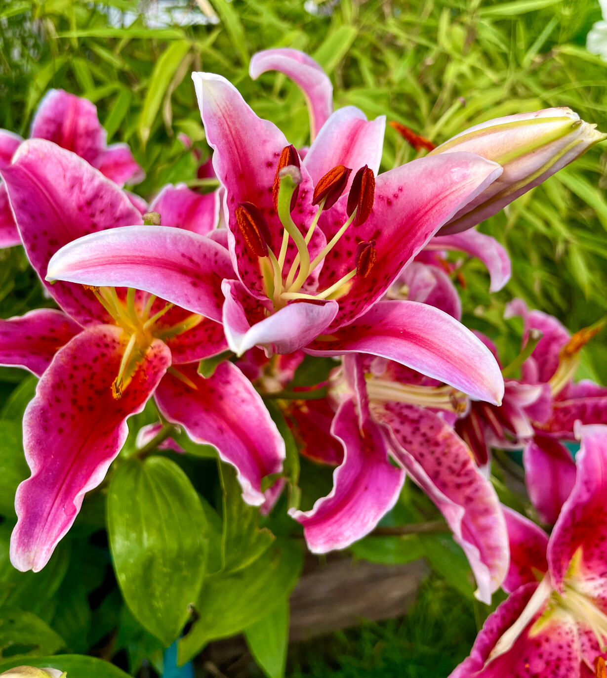 Stargazer Lily Stargazer Lily