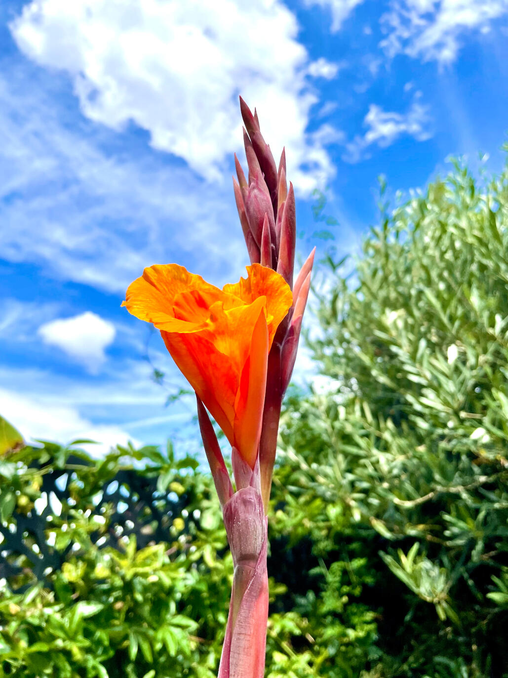 Canna Pretoria