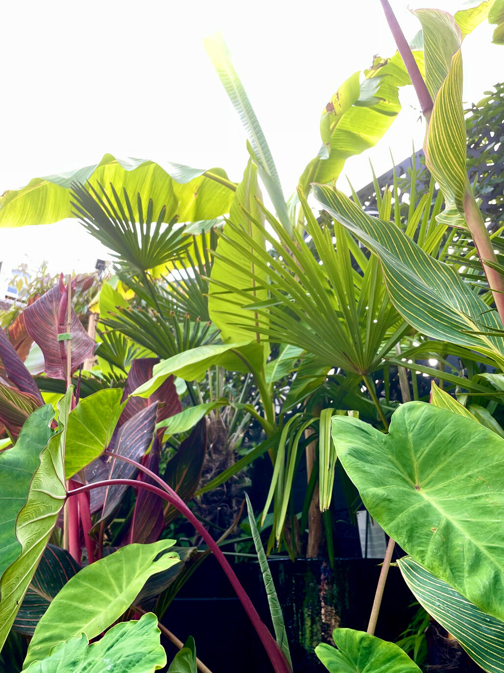 Musa, Canna, Trachylocarpus Musa, Canna, Trachylocarpus