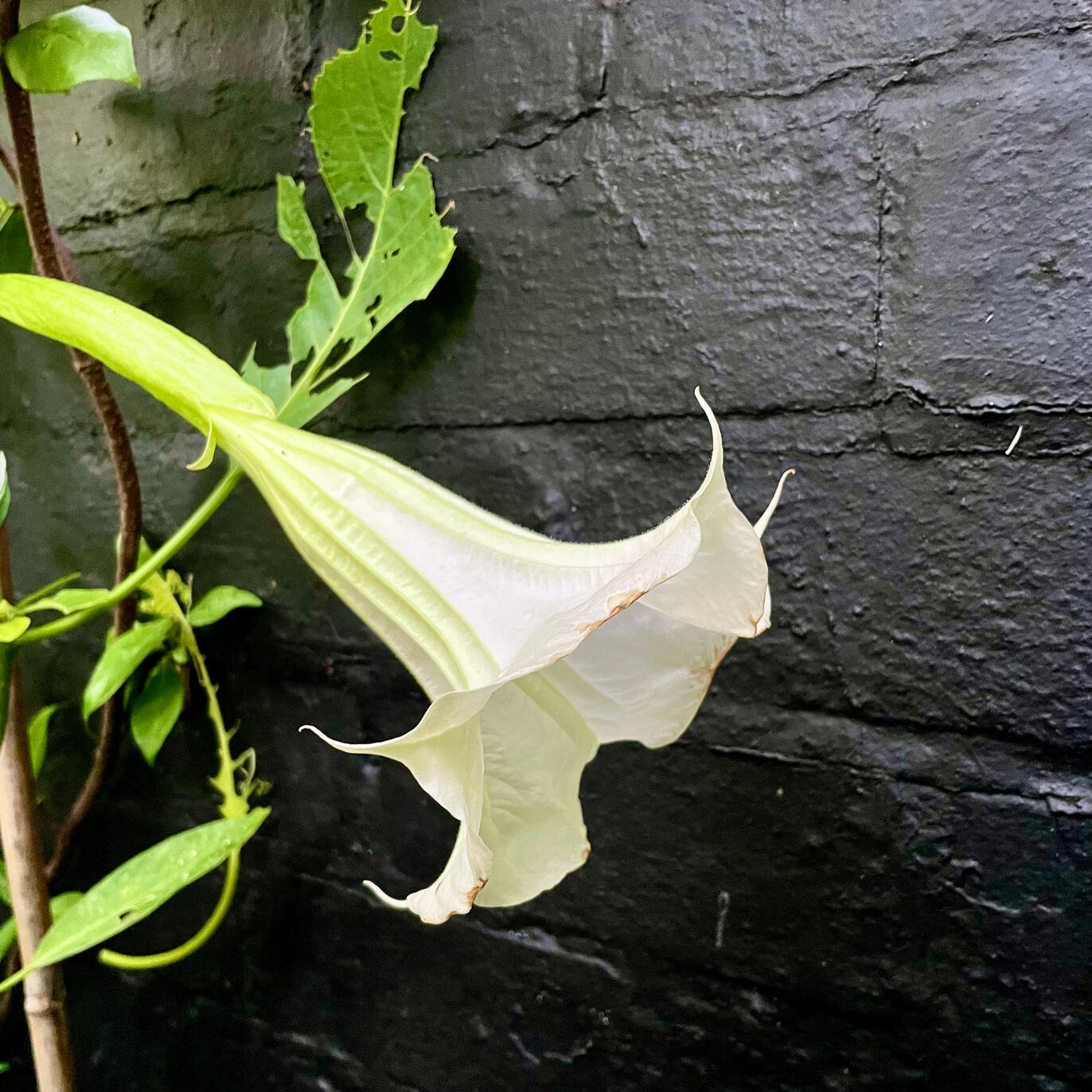 Brugmansia Brugmansia
