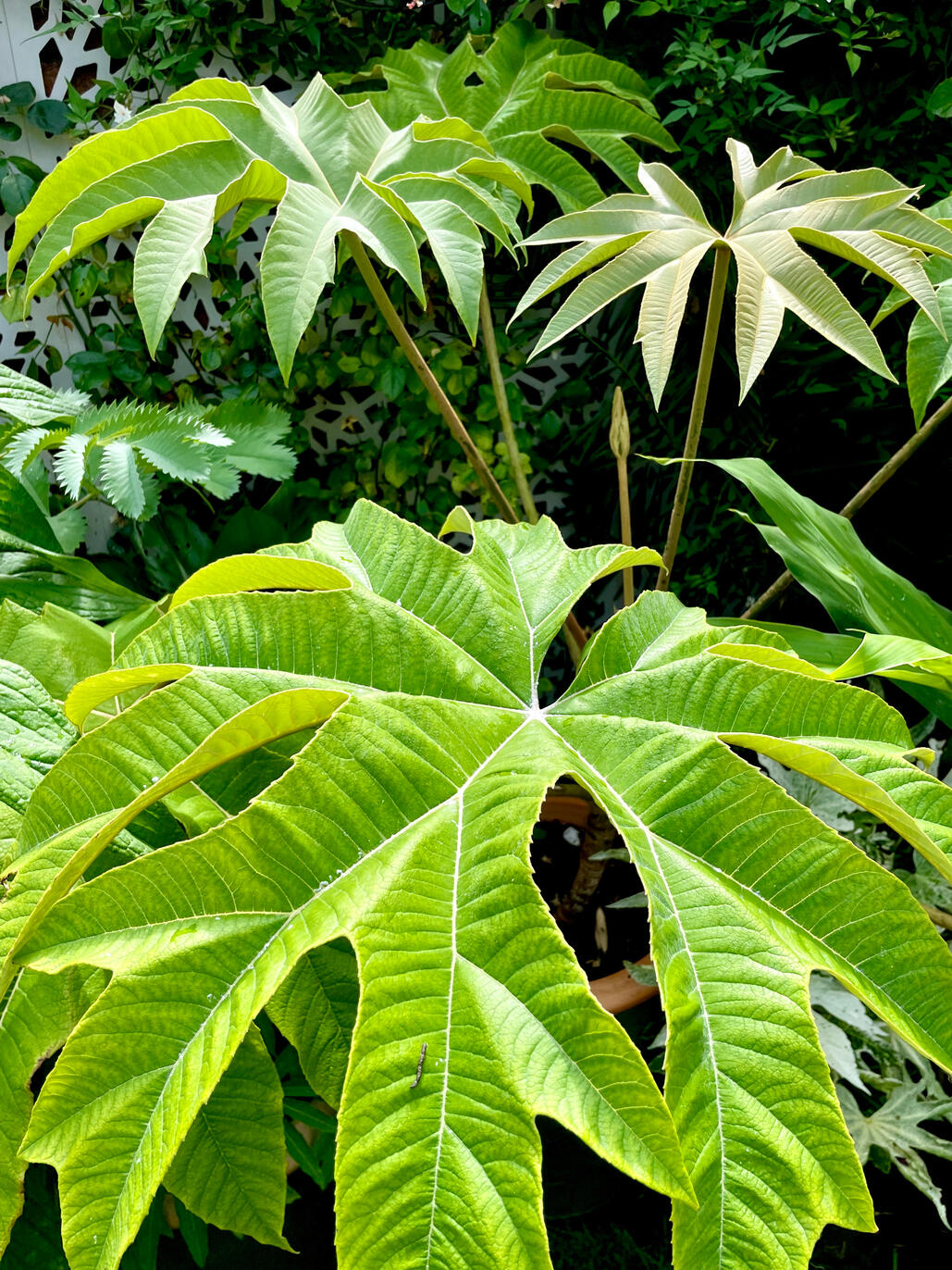Tetrapanax Papyrifer Rex