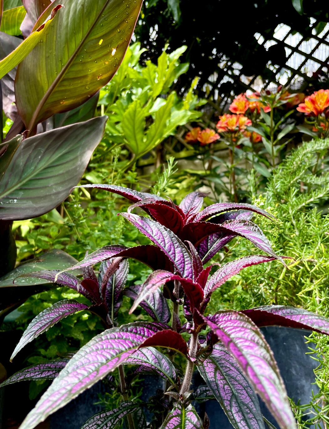 Strobilanthes &amp; Alstromeria