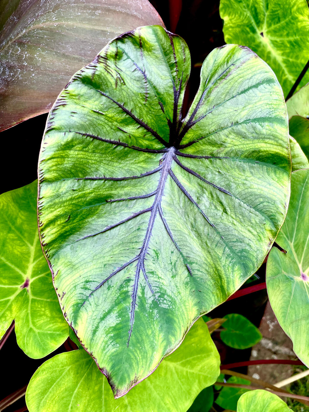 Colocasia Pharoah’s Mask Colocasia Pharoah’s Mask