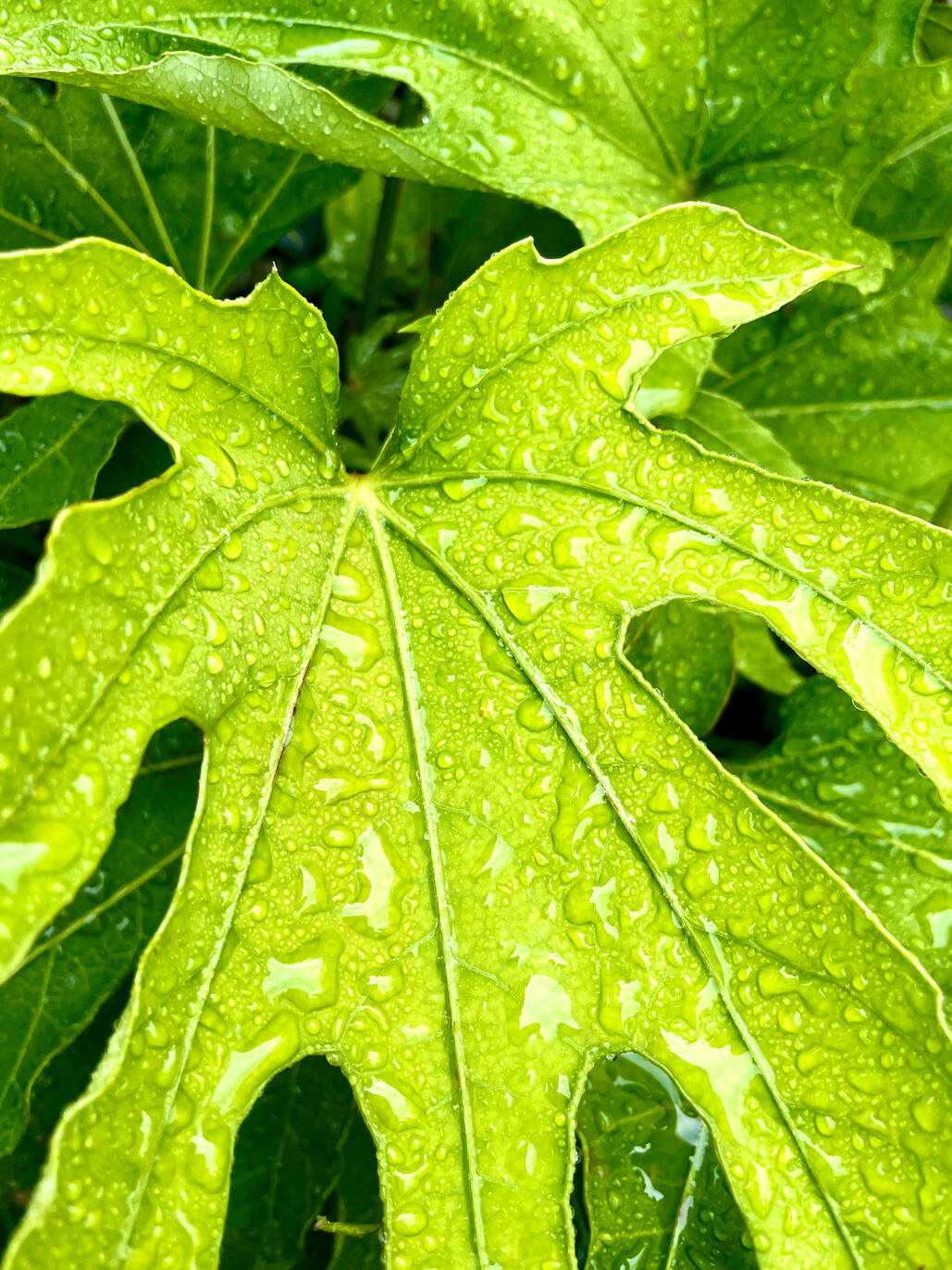 Fatsia Polycarpa Fatsia Polycarpa Leaves