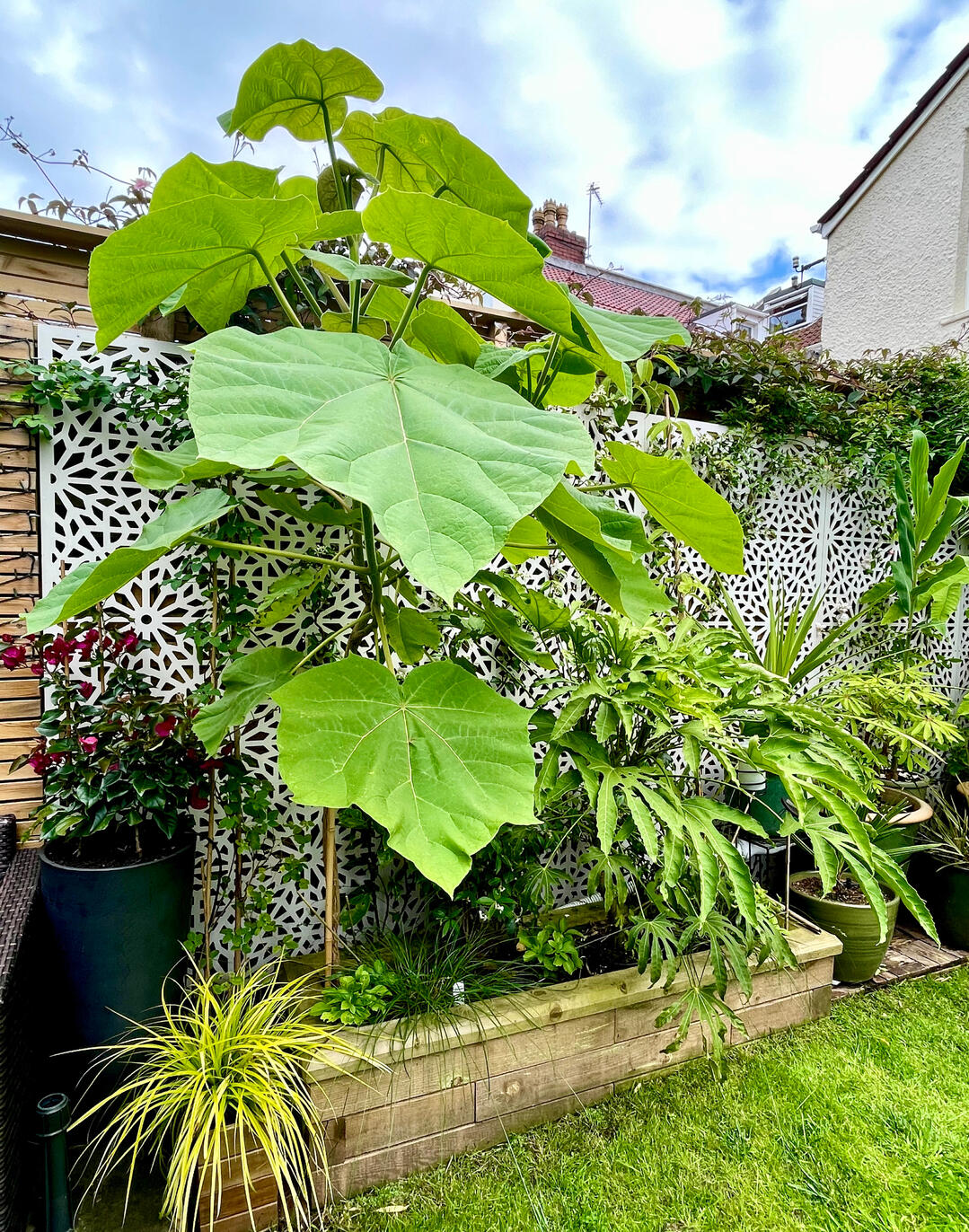 Paulownia Tomentosa Paulownia Tomentosa