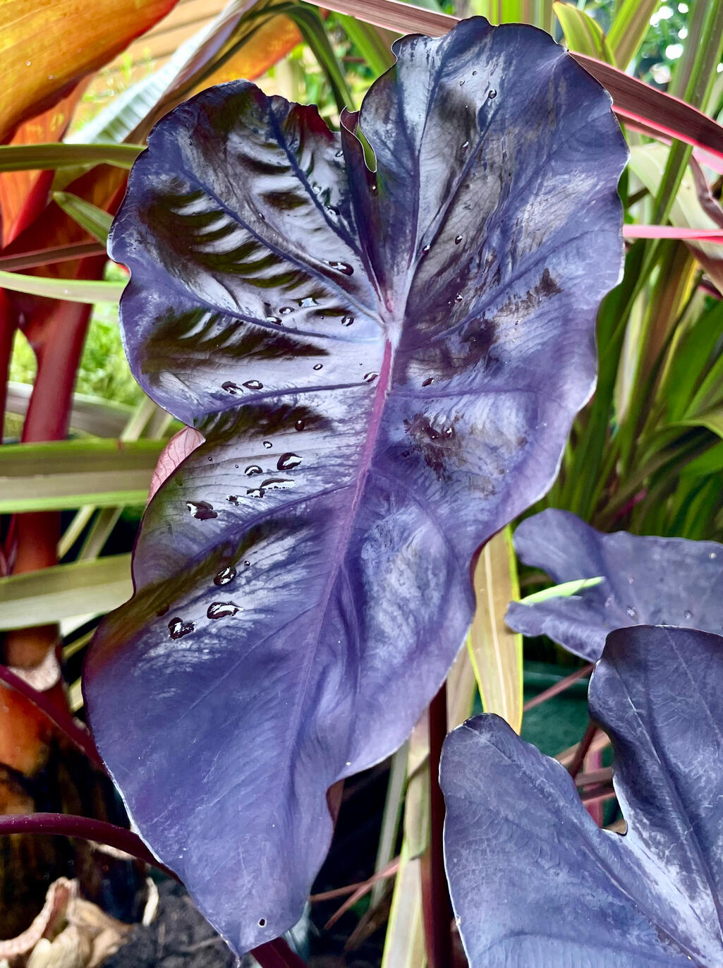 Colocasia Redemption Colocasia Redemption