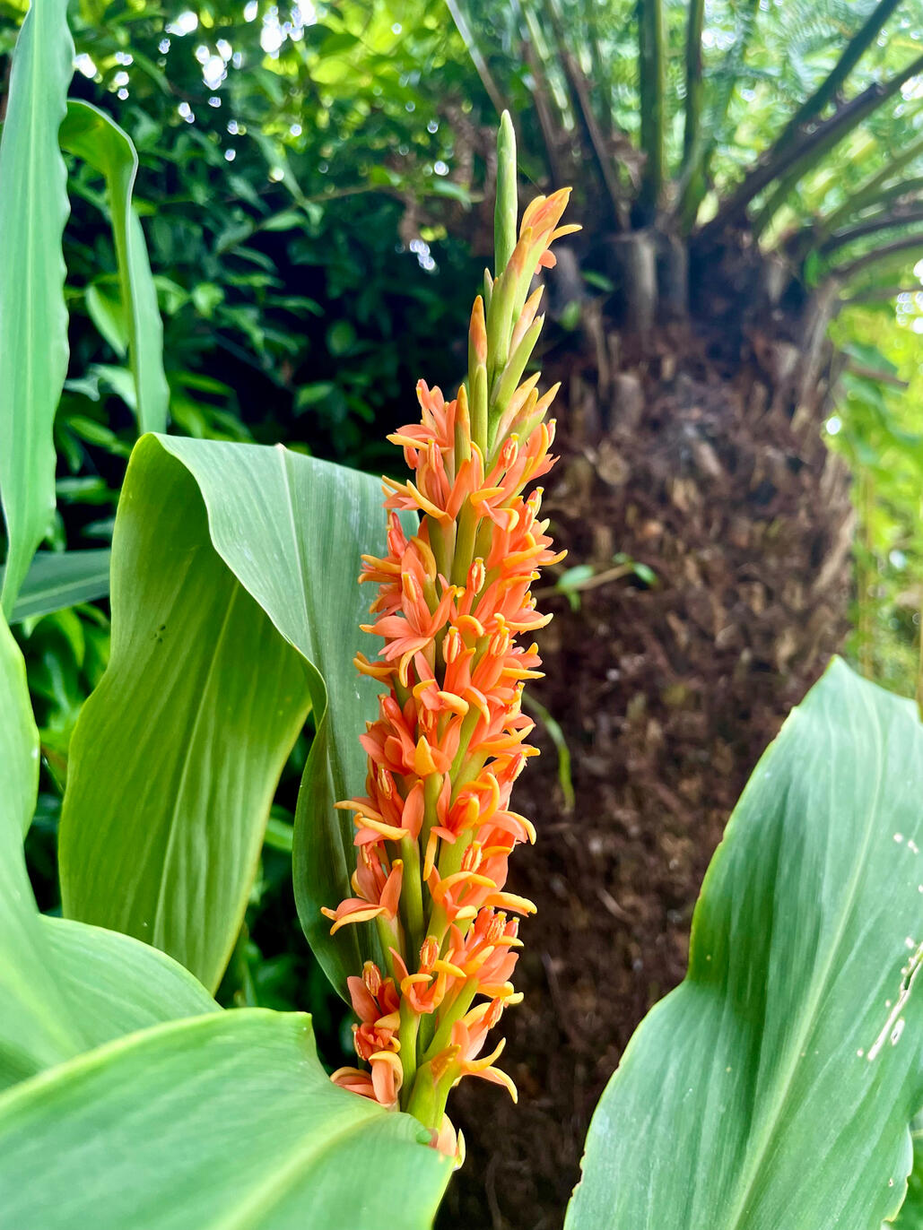 Hedychium Densiflorum Assam Orange flower
