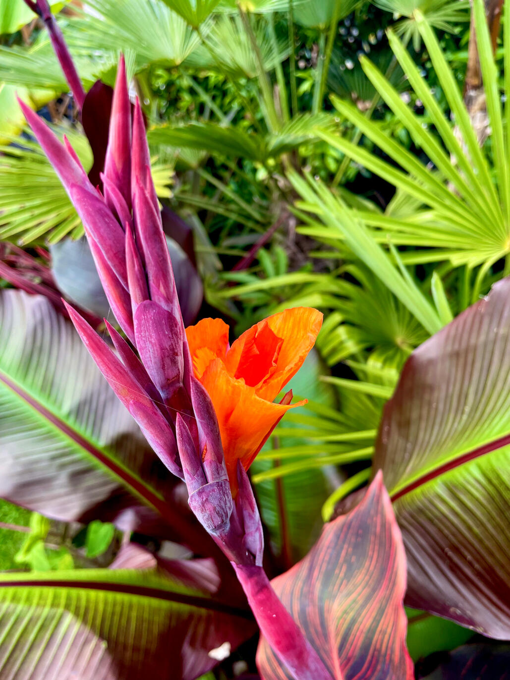 Canna Durban