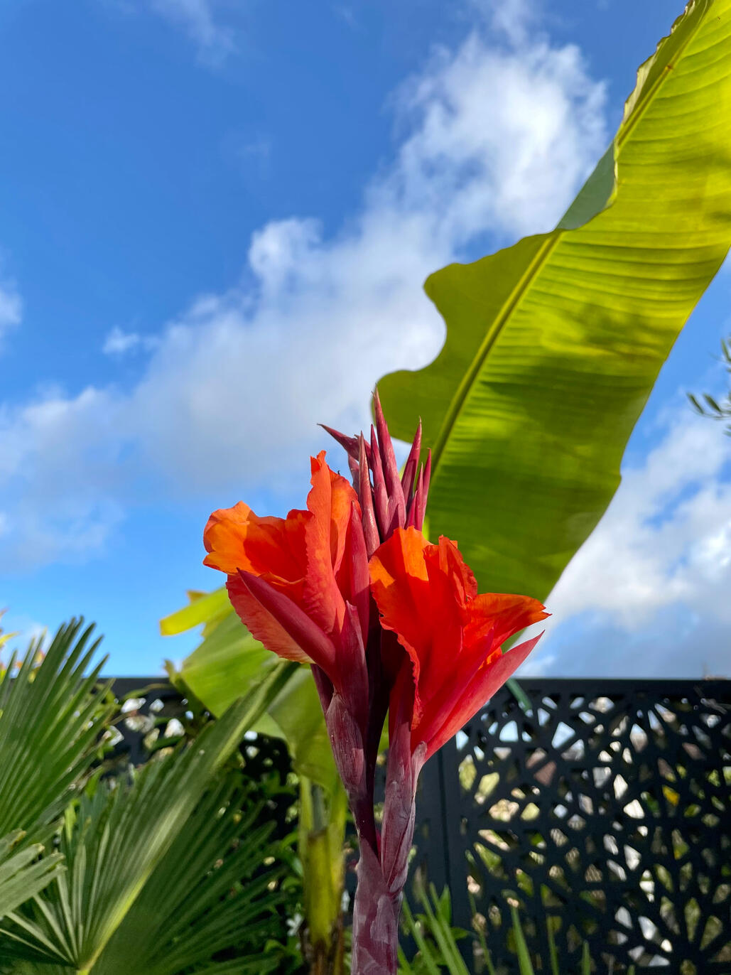 Canna Durban Canna Durban