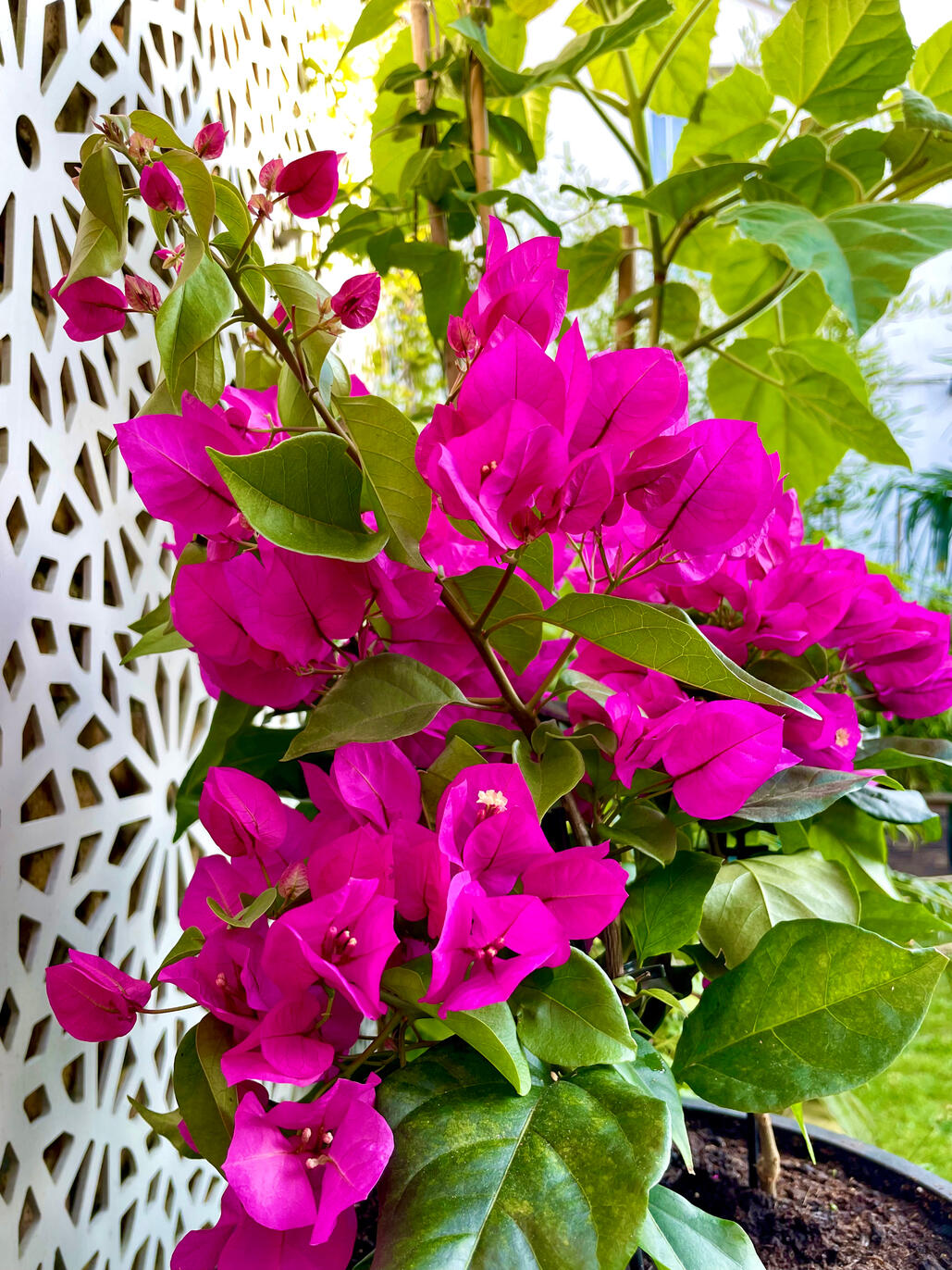 Bougainvillea Bougainvillea