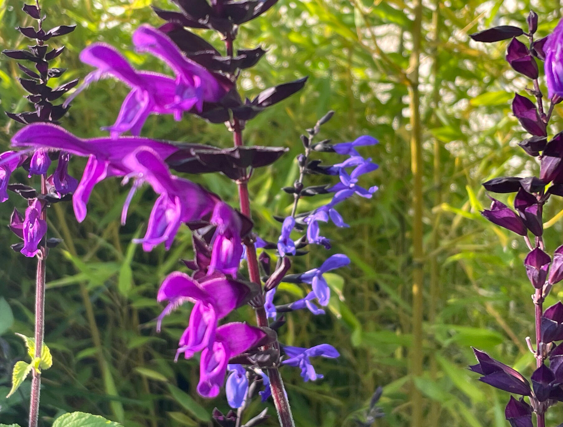 Salvias Amistad and Black & Bloom Salvias Amistad and Black & Bloom Flowers