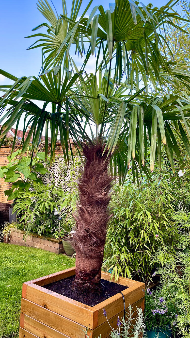 Trachycarpus Fortuneii