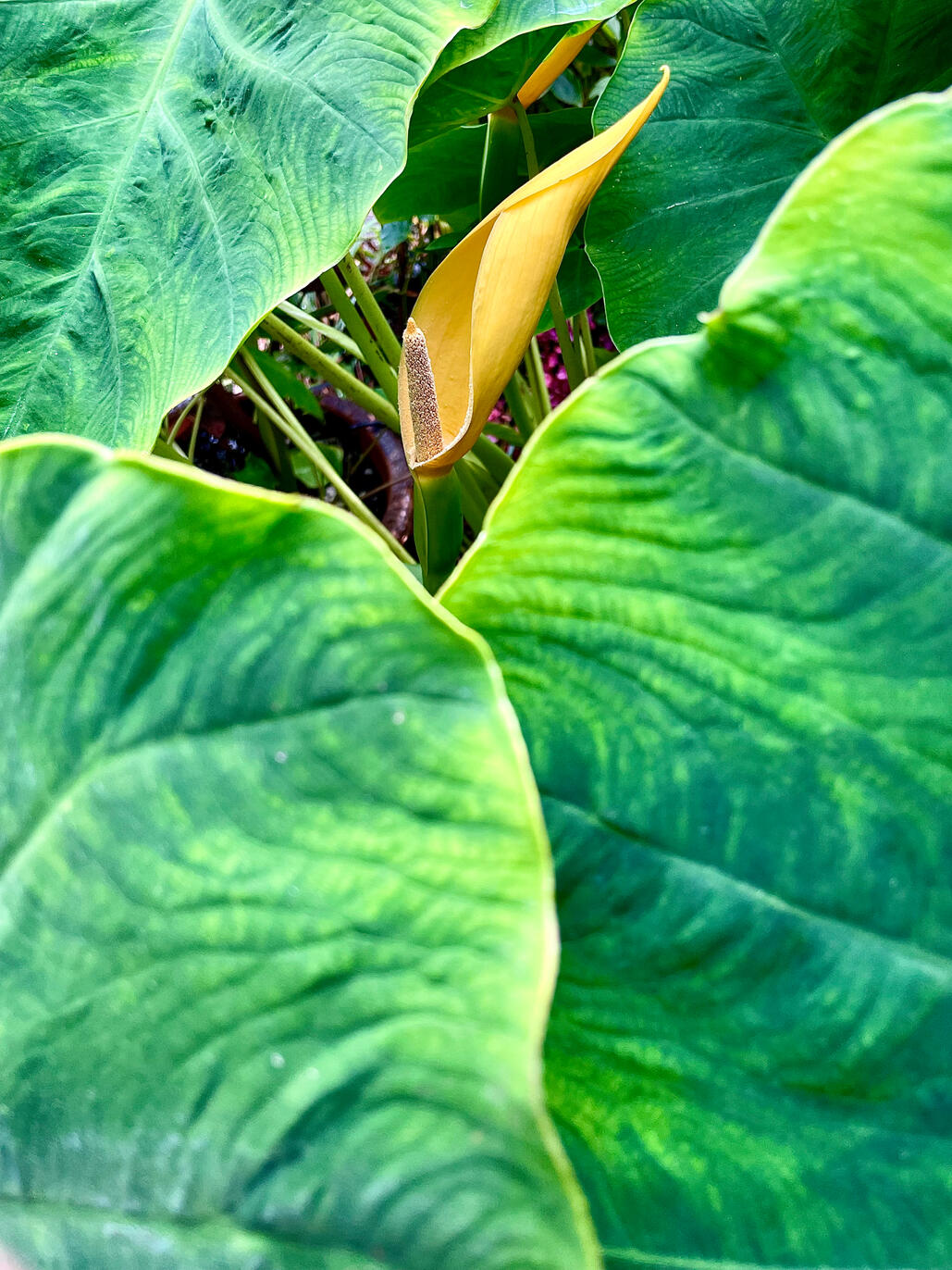 Colocasia Gaoligongensis inflorescence Colocasia Gaoligongensis inflorescence