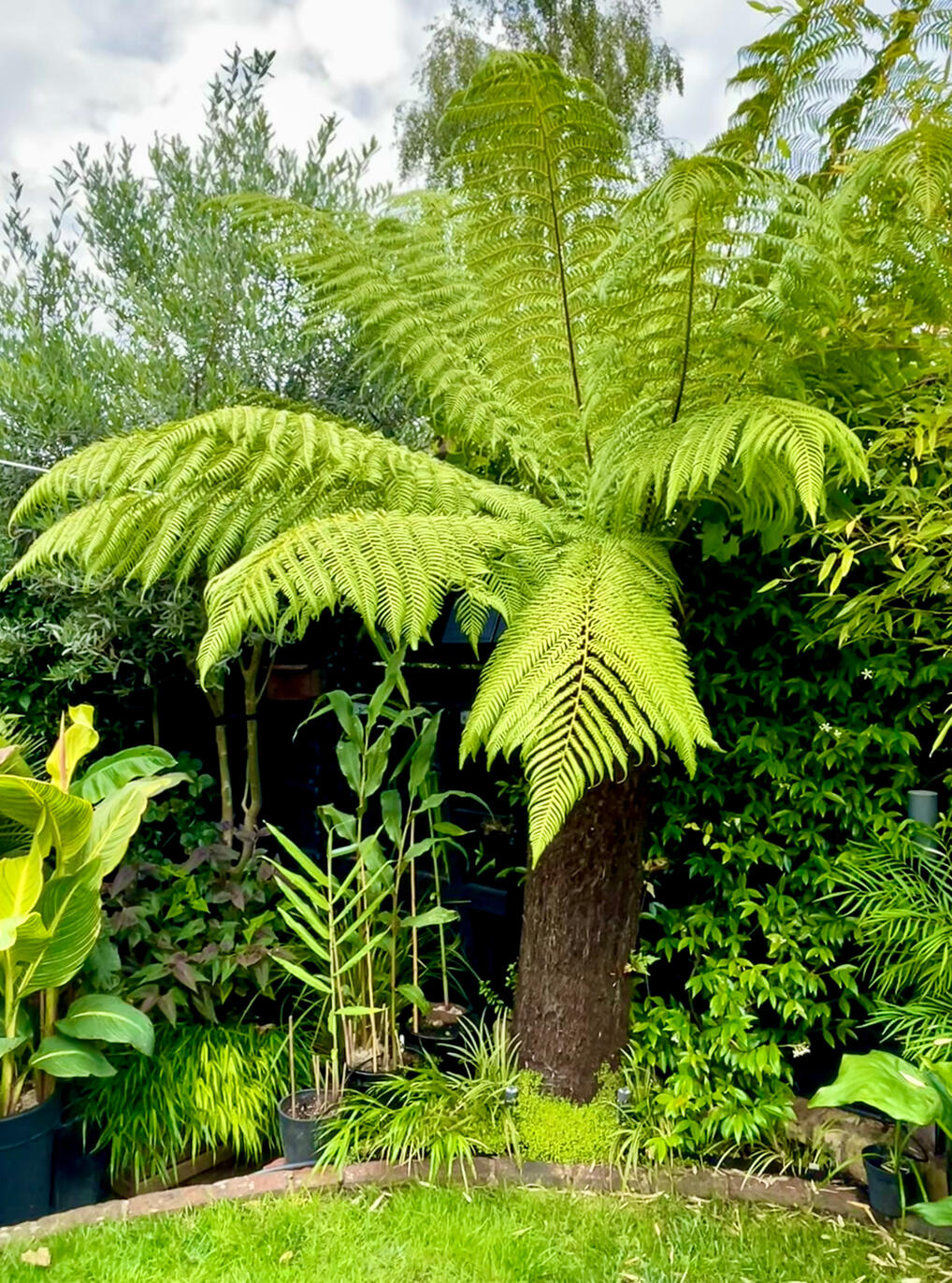 Dicksonia Antarctica 2023