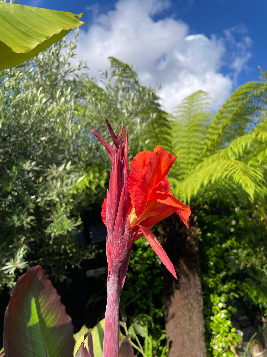 Canna Durban