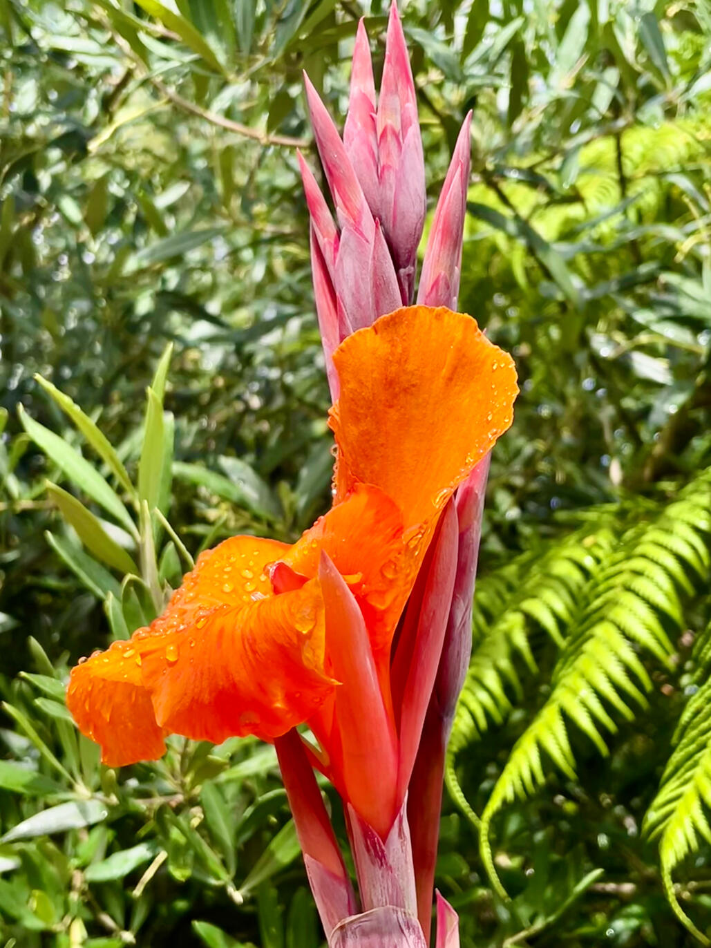 Canna Pretoria