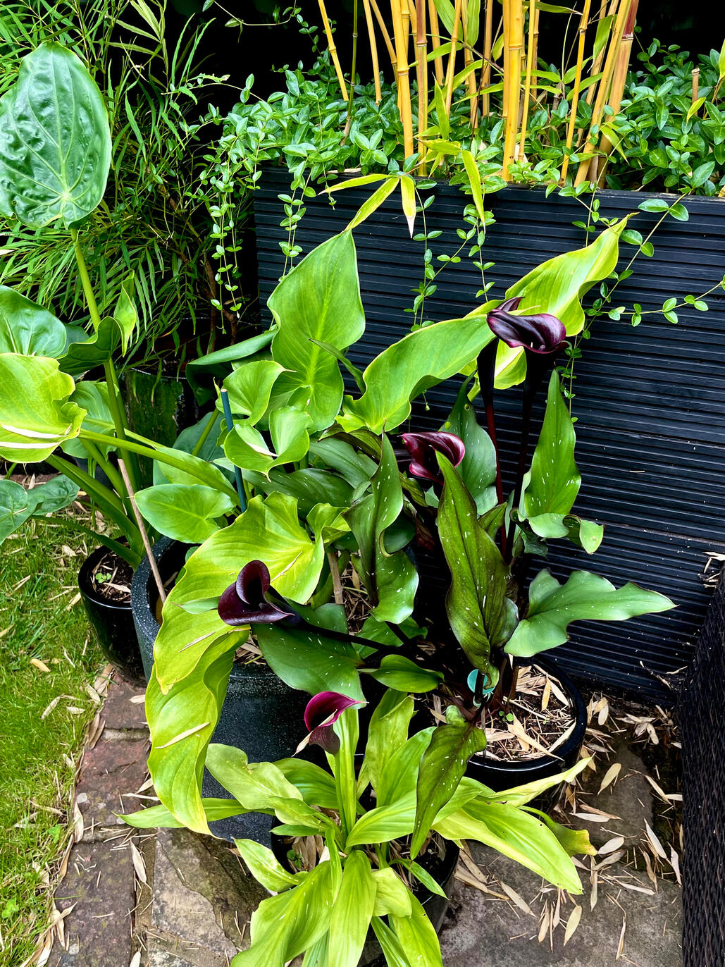 Calla & Zant. Aethiopica Calla & Zant. Aethiopica