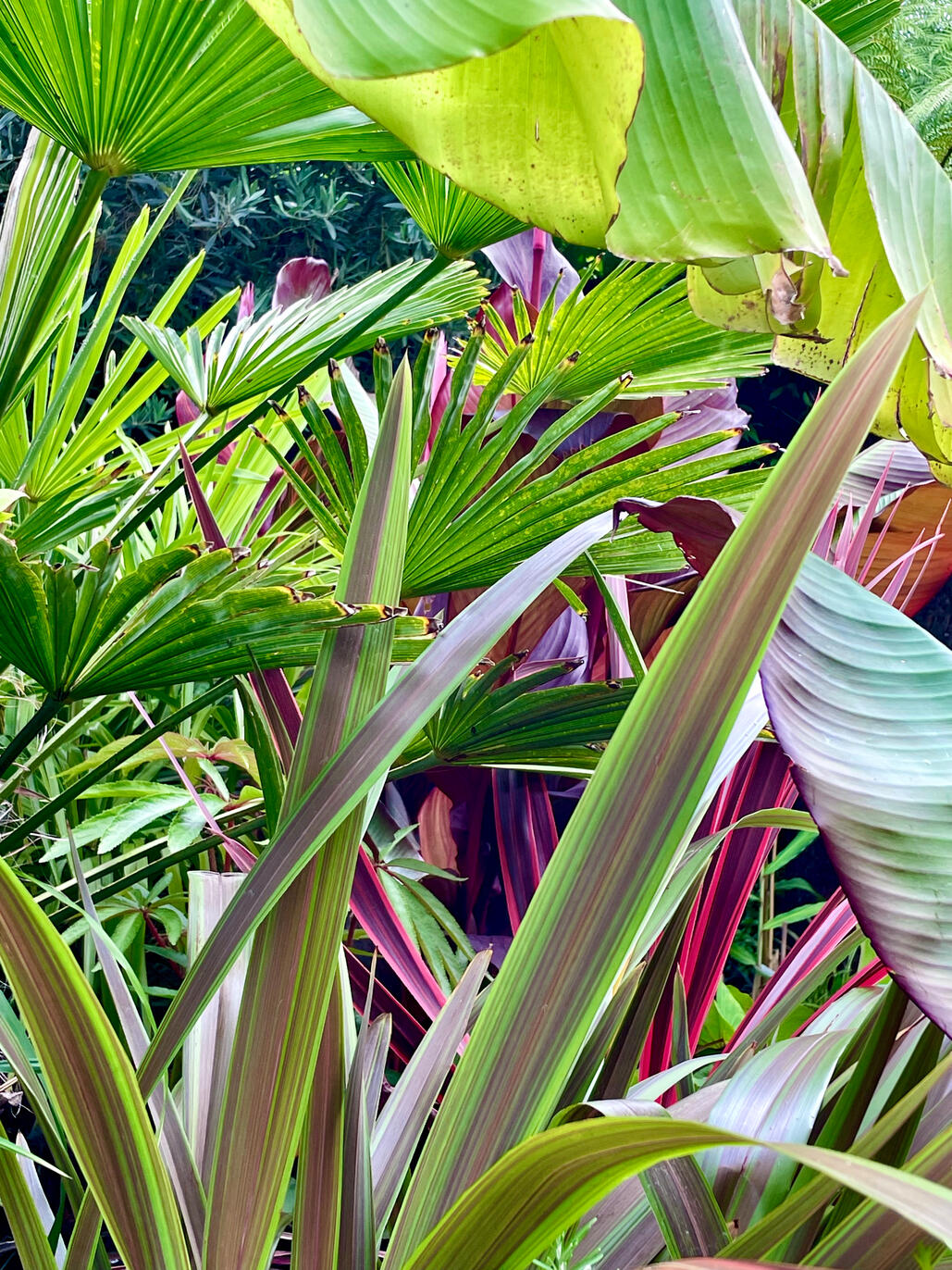 Foliage Foliage
