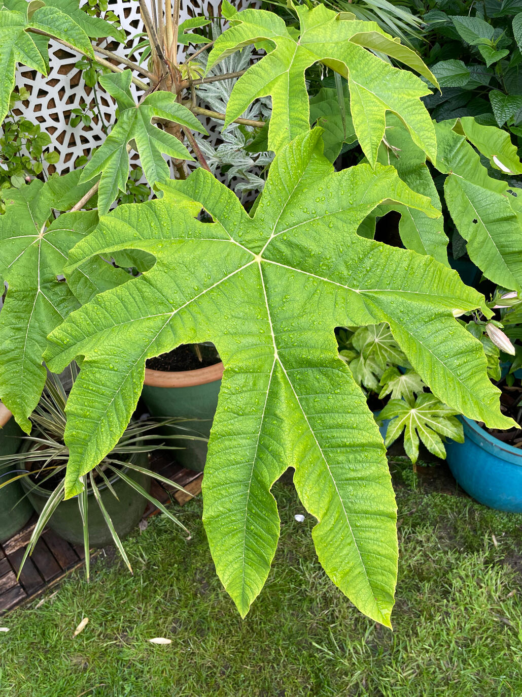 Tetrapanax Papyrifer Rex