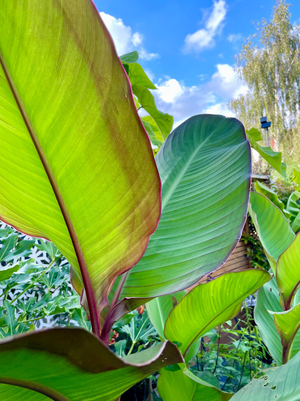 Canna Musifolia Canna Musifolia leaves