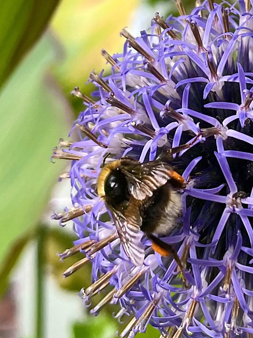 Echinops Echinops