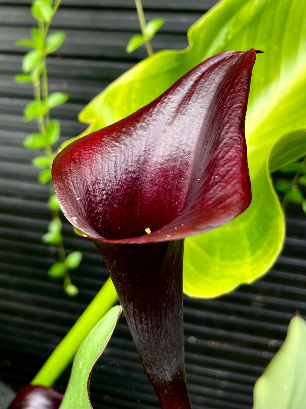 Calla calla