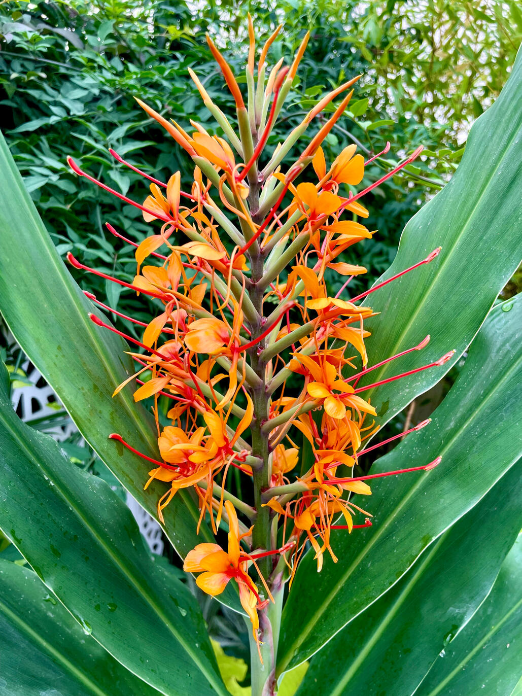 Hedychium “Tara” Hedychium “Tara” Bloom
