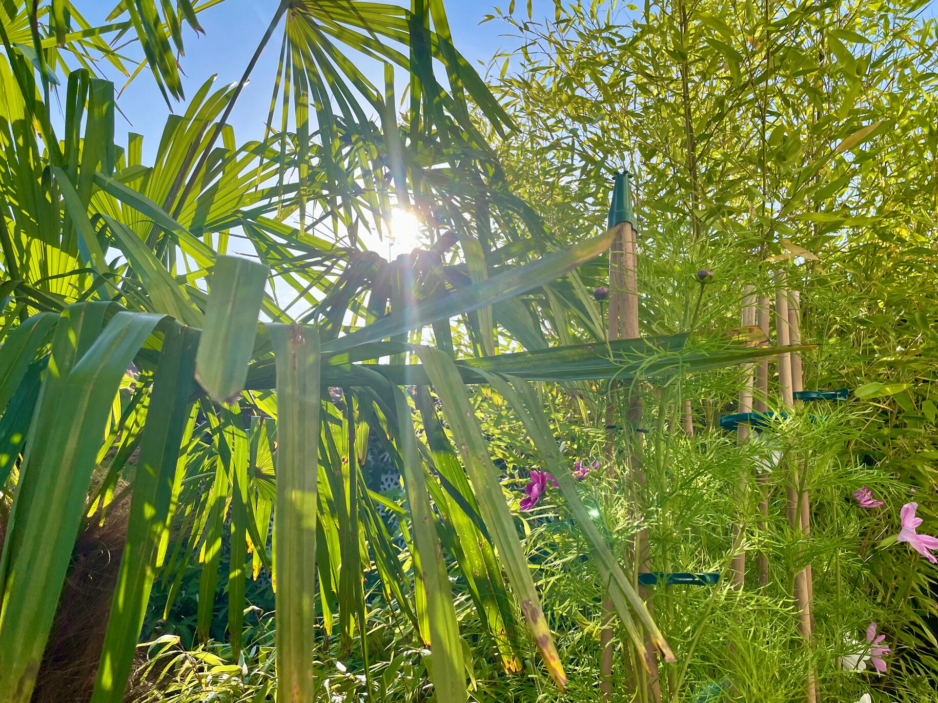 Trachycarpus Fortuneii, Cosmos & Phyllostachys Bissetii