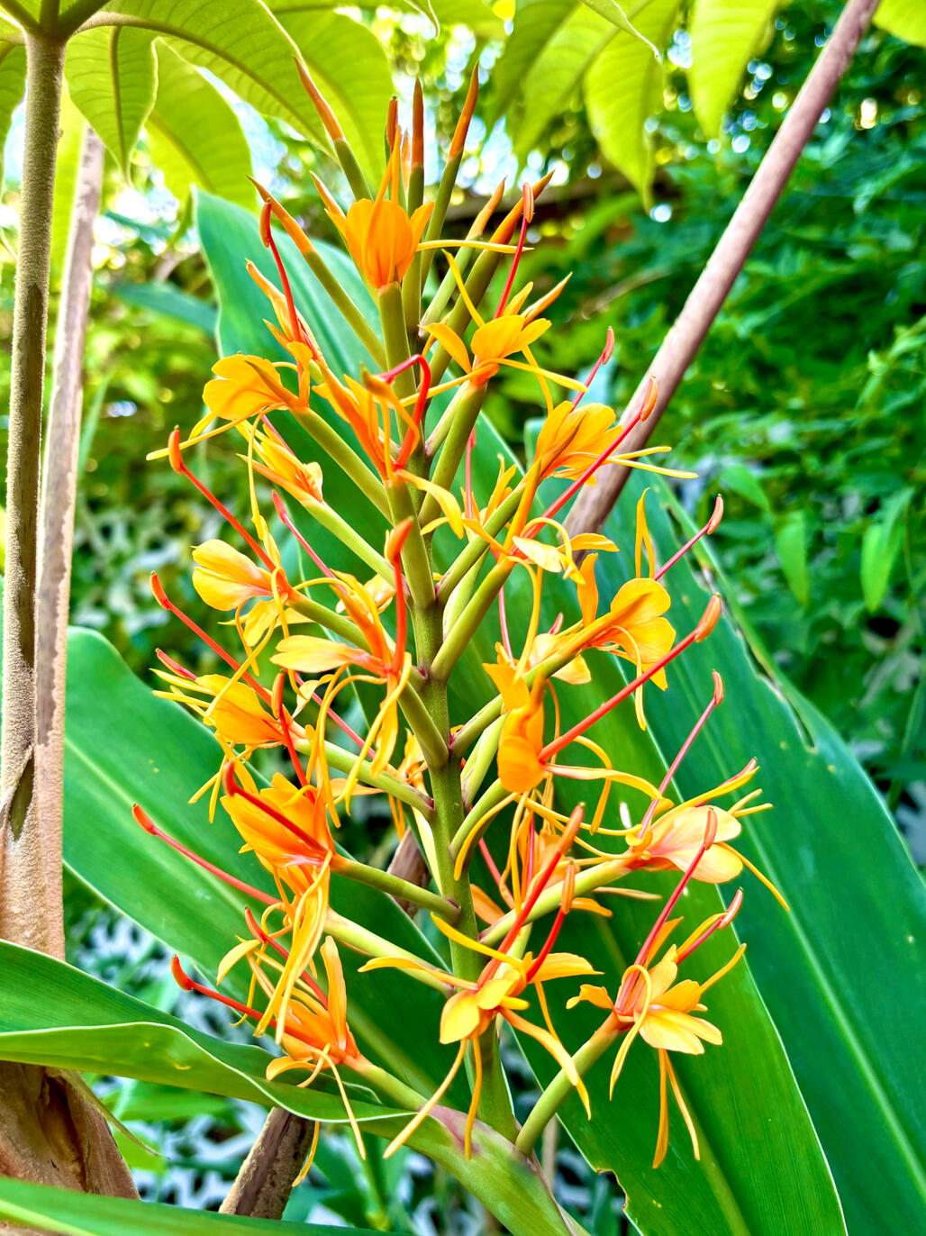 Hedychium x Moorei ‘Tara’ Flower