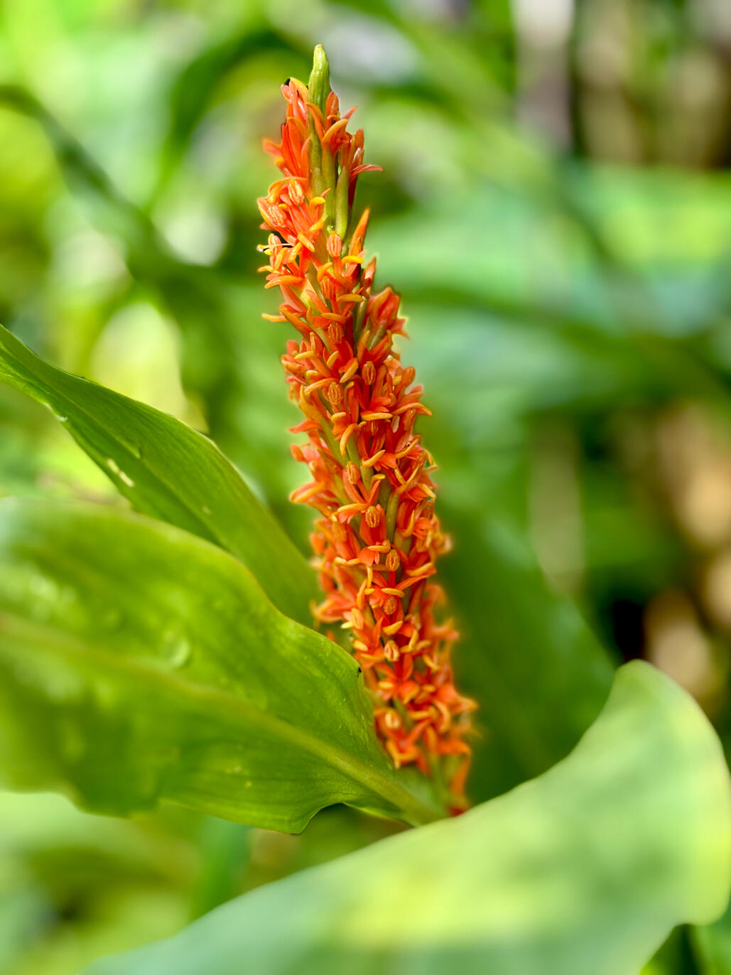 Hedychium densiflorum 'Assam Orange' Hedychium densiflorum 'Assam Orange' flower