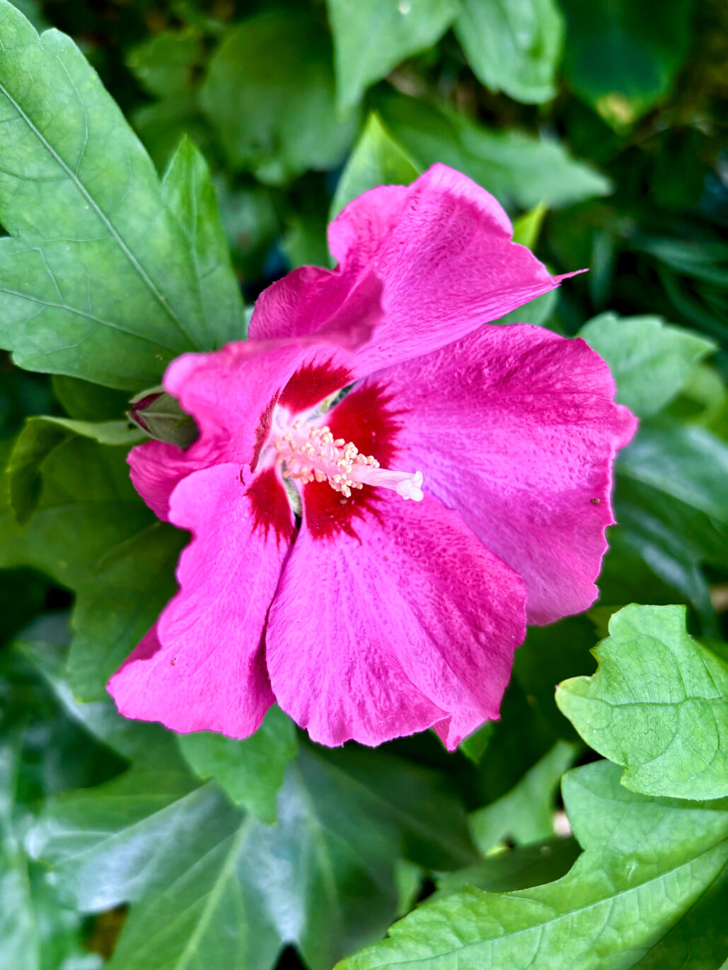 Hibiscus flower
