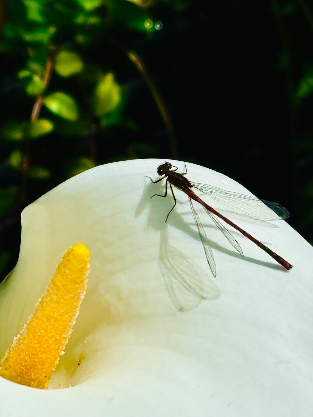 Damselfly on Zantedescha Aethiopica flower