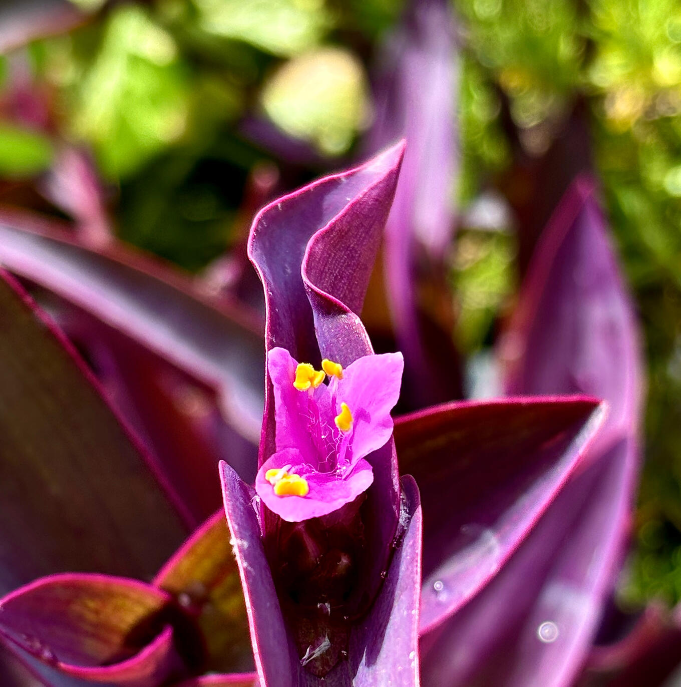 Tradescantia Pallida ‘Purpurea’ flower