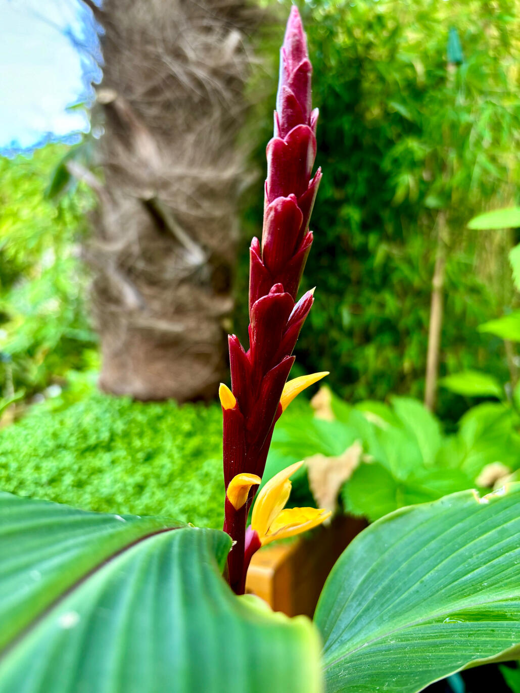 Cautleya Spicata Cautleya Spicata