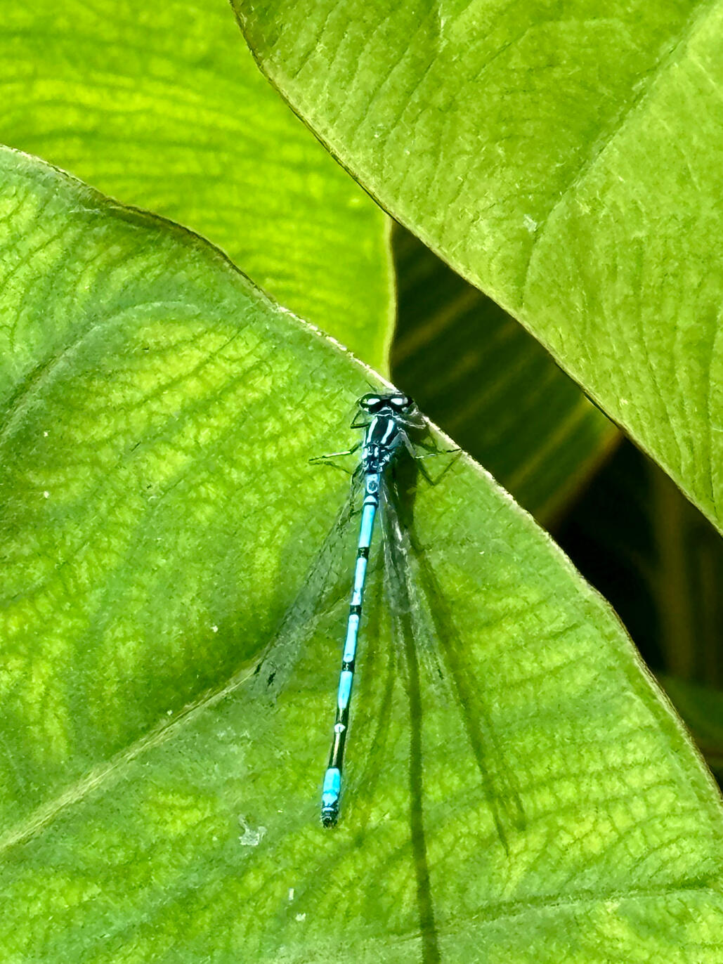 Damselfly on Colocasia Pink China